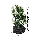 white-Photoroom (2).webp