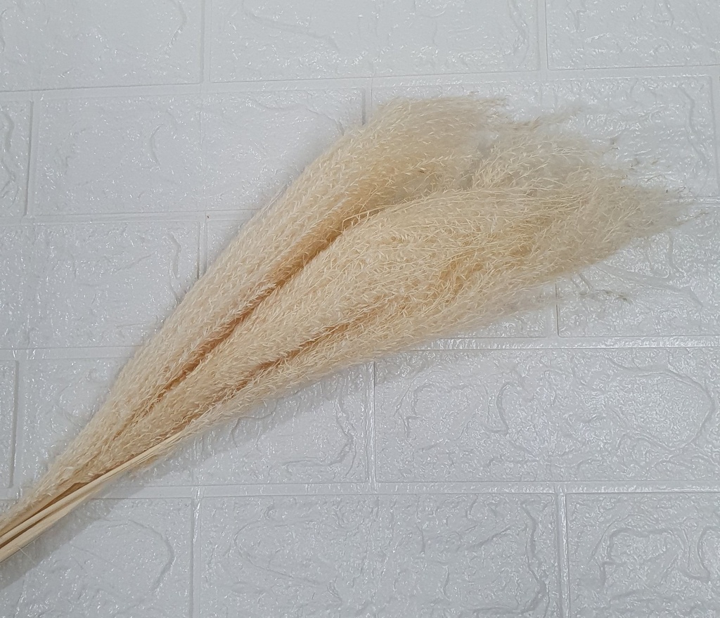 [IX001855] Dried Pampas Grass 10 Stick Pkt