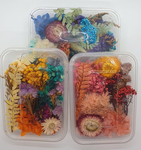 Natural Real Dried Flower For Art & Craft 