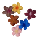 Plumeria Flower Hair Claw Crab