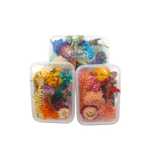 [IX000301] Natural Real Dried Flower For Art & Craft 